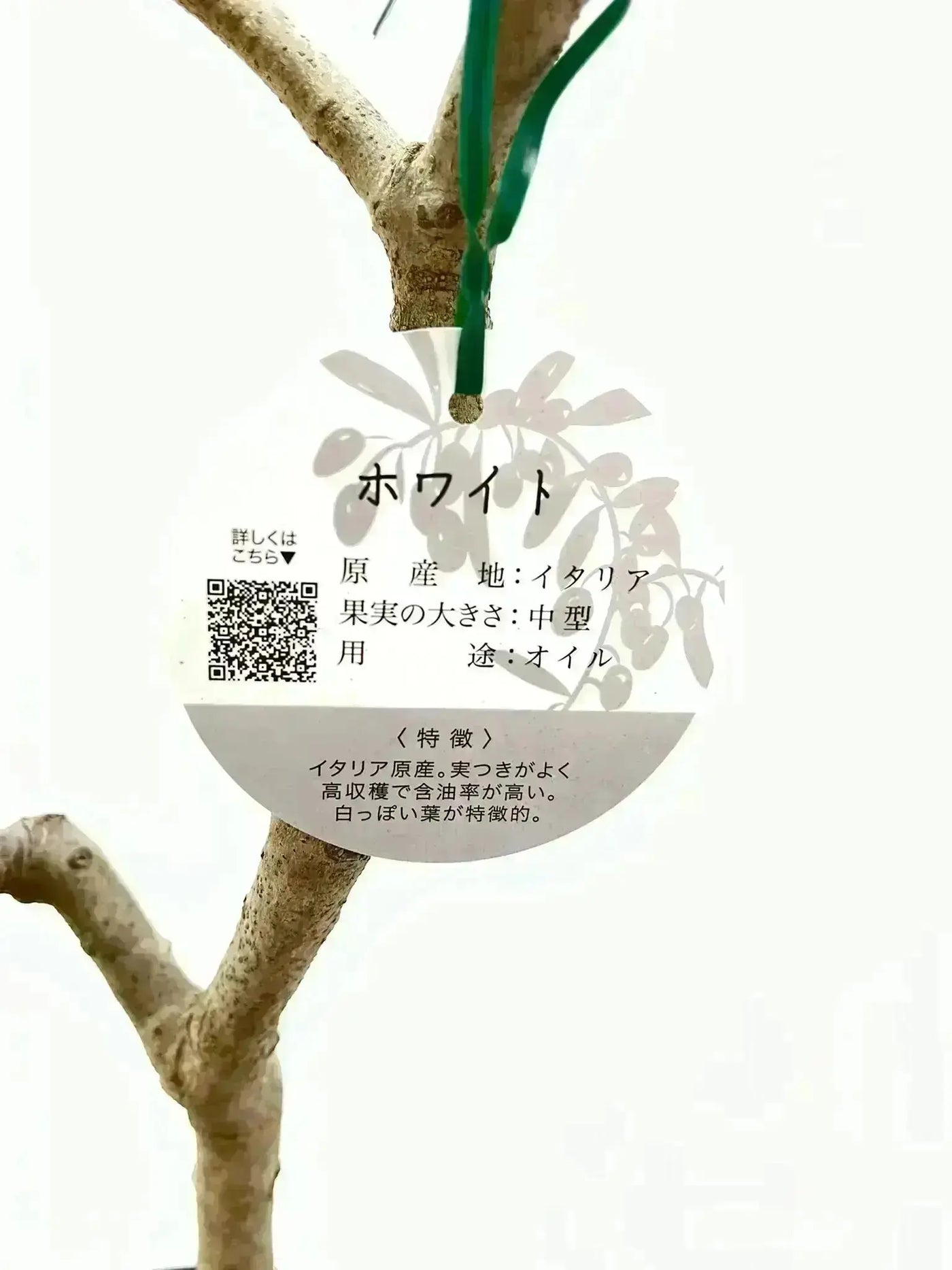 ホワイト Mサイズ 約130cm K-101 オリーブの木 希少品種 - 株式会社鶴亀園