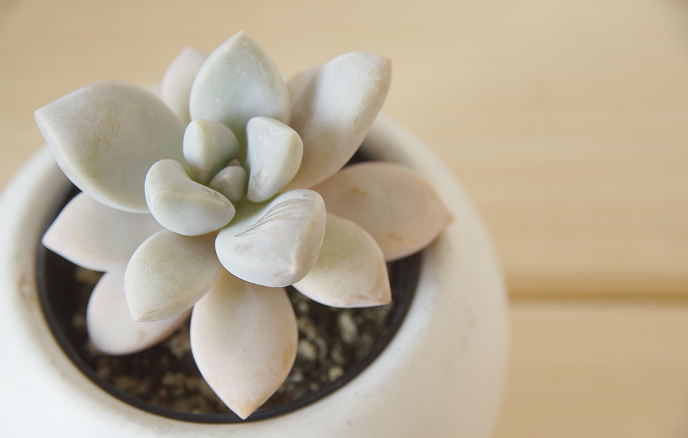 多肉植物 淡雪錦.抜き苗4株..法師錦1株 厚みのある葉