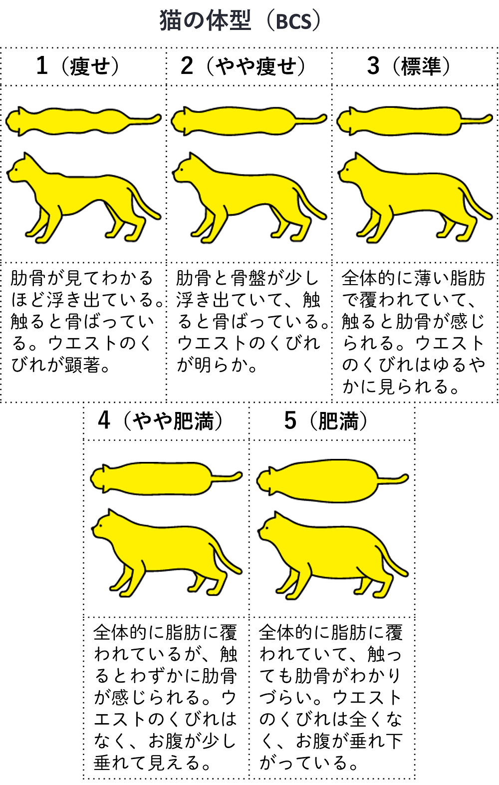関節炎 [猫]｜【獣医師監修】うちの子おうちの医療事典