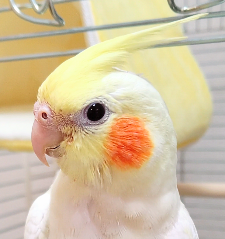HOEI オカメ465ステンレス】オカメインコのケージ選びで迷ったらこれを