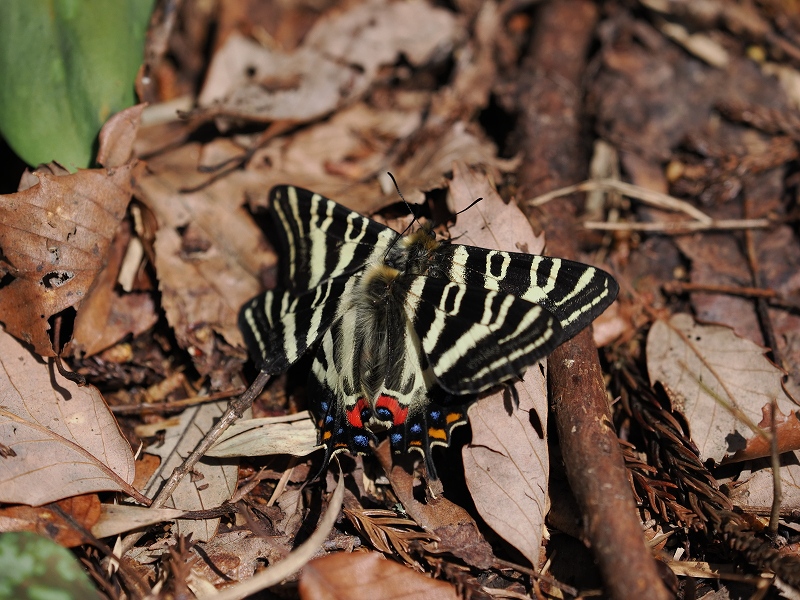 福井県福井市 ギフチョウ