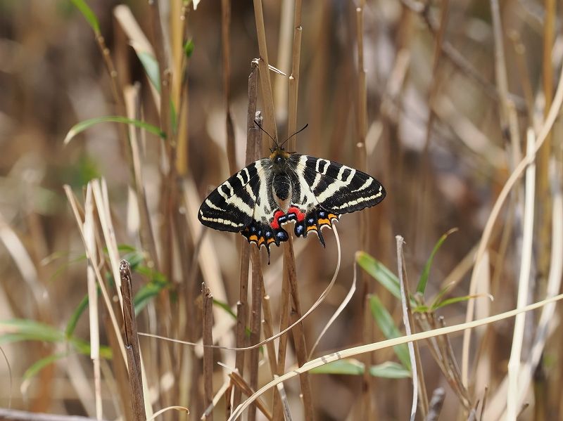 福井おおい町 ギフチョウ