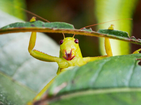 特別展「昆虫 MANIAC｣ | ウエノモリトマチ NEWS | 上野文化の杜