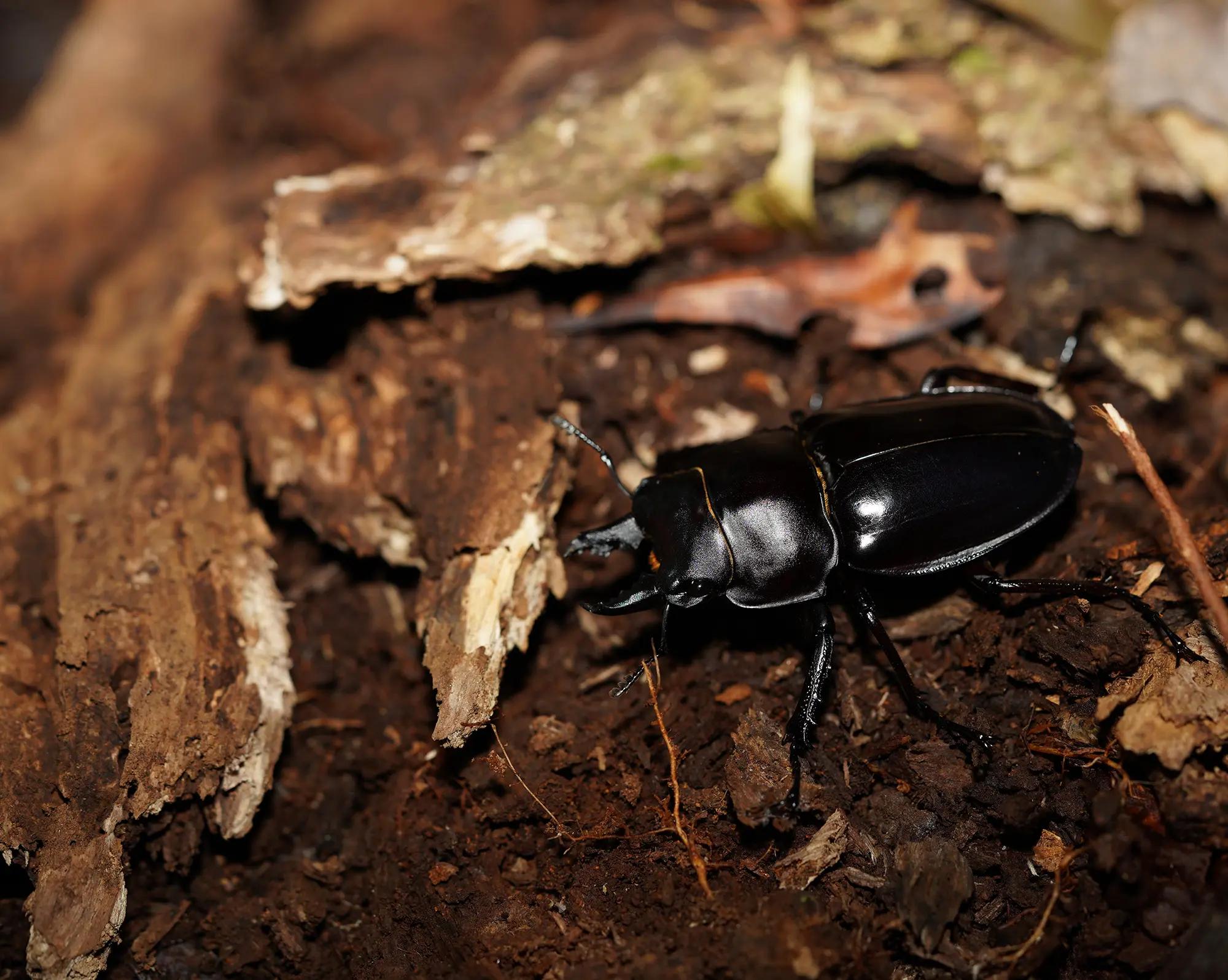 アマミマルバネクワガタ名義タイプ亜種(コウチュウ目 クワガタムシ科