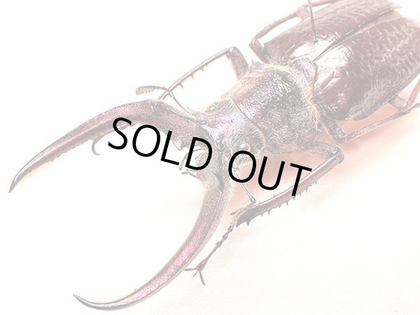 ☆セール！フェイスタメルシワバネクワガタ♂77mm標本☆ - INSECT ULTIMA