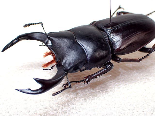 ☆貴重WD！香川県産オオクワガタ♂56mm標本☆ - INSECT ULTIMA