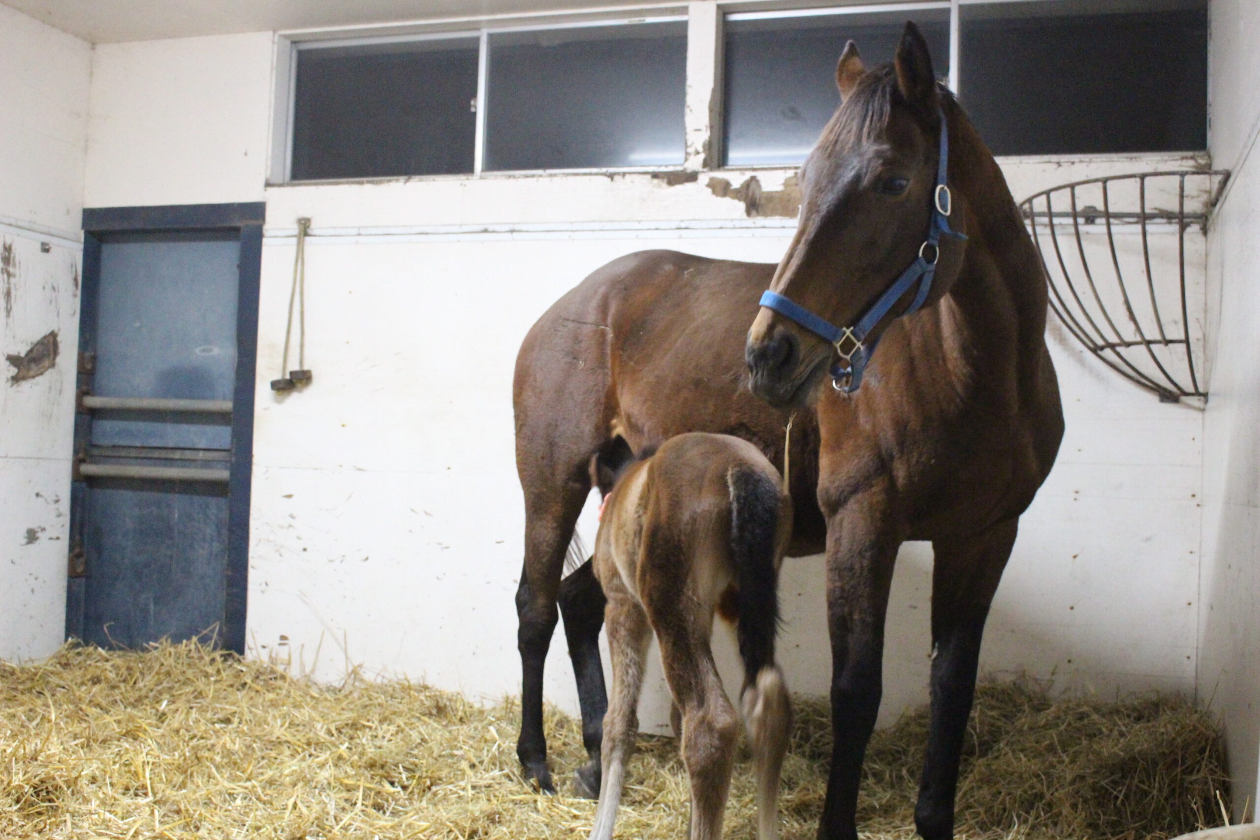 連載・片目のサラブレッド福ちゃんのPERFECT DAYS］暗闇の中で星は輝く