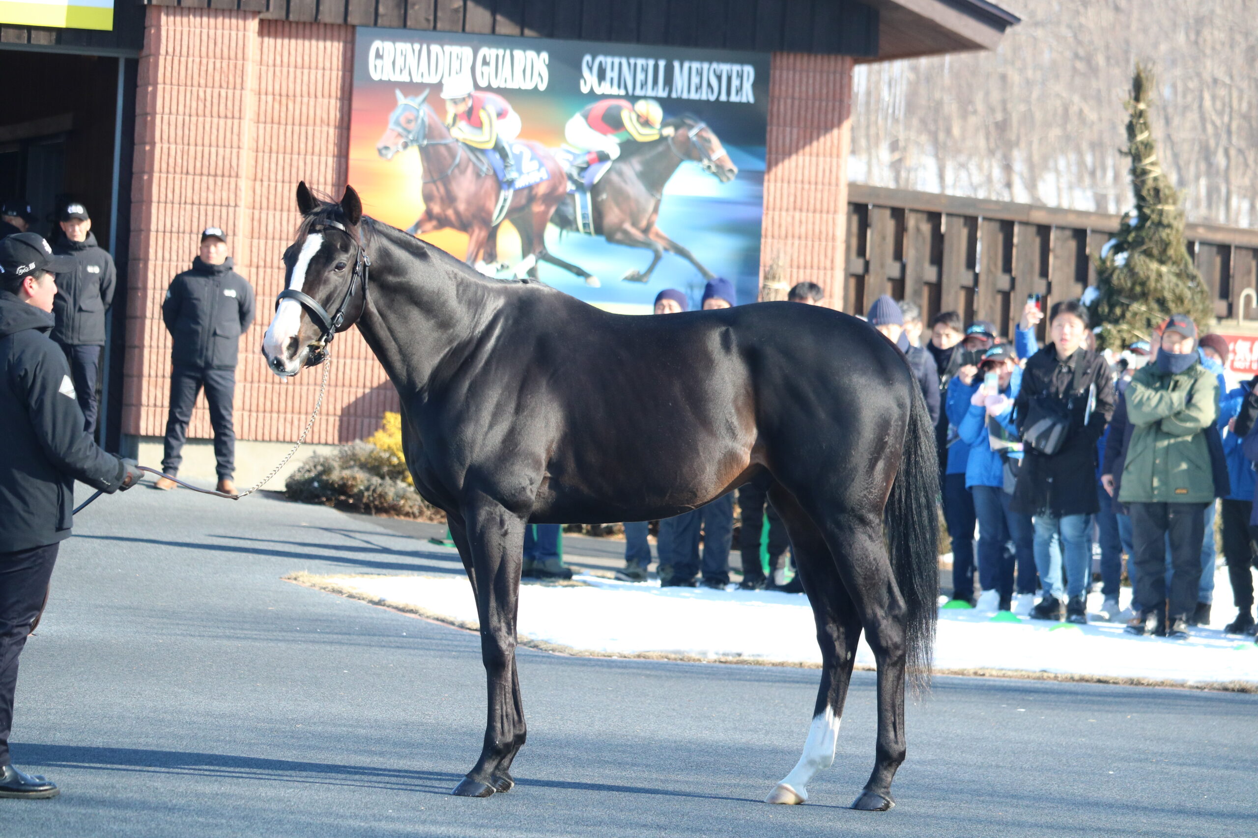 現地レポ］社台スタリオン種牡馬展示会を見て感じた、種牡馬の美しさと