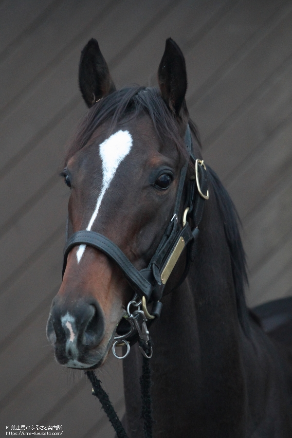 キタサンブラック | 馬・牧場・施設検索 | 競走馬のふるさと案内所