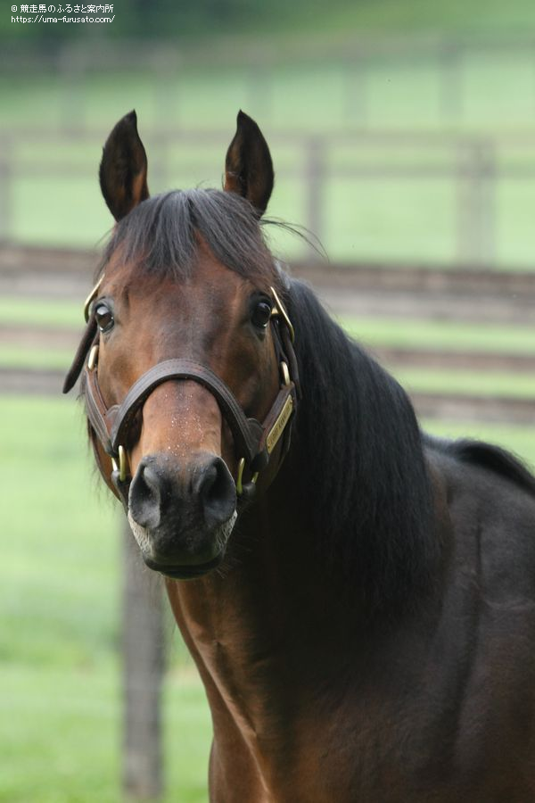 ロードカナロア初年度産駒がJRA初勝利 | 馬産地ニュース | 競走馬の