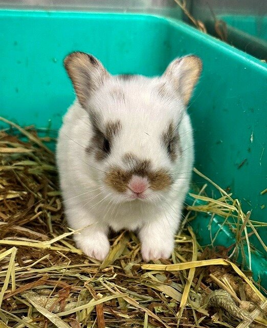 うさぎの四つ子 誕生！！ | 動物の森 ｜ ブログ | 海の中道海浜公園