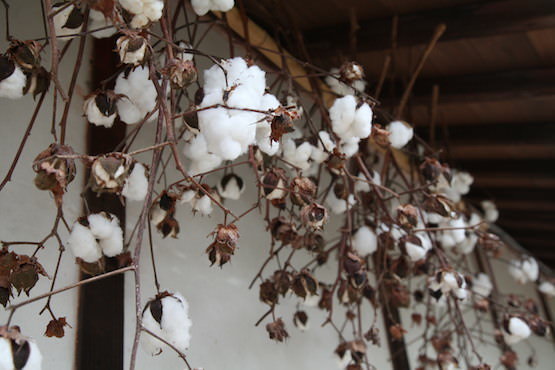2000文字コラム 渡邊令】綿について考える。時代も国境も超えて、旅を
