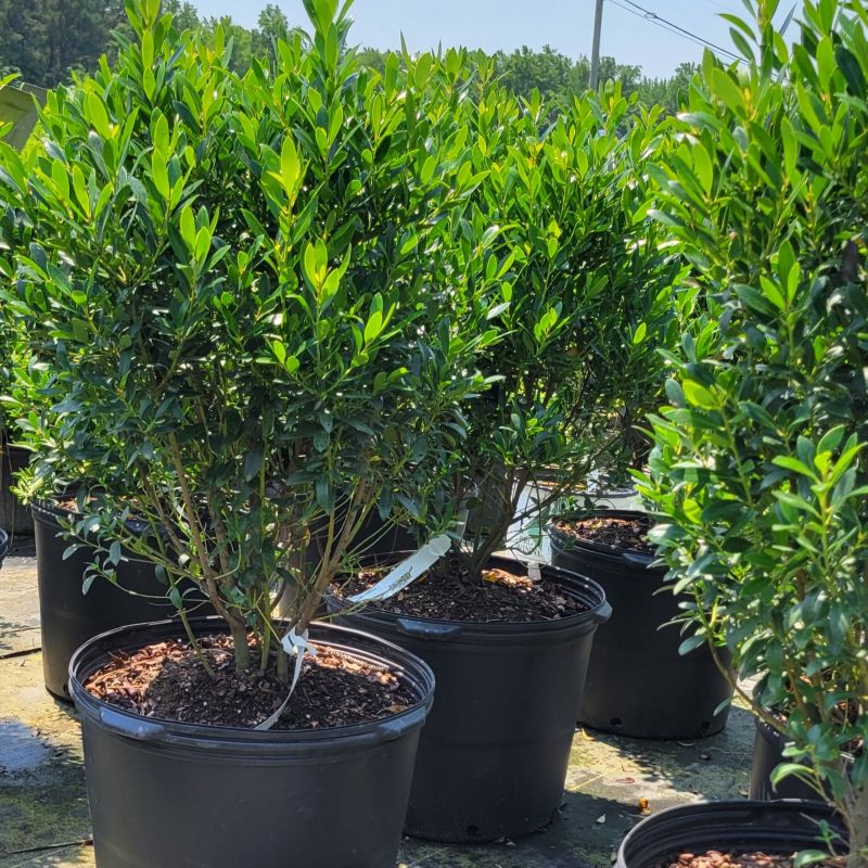 Ilex glabra 'Shamrock' (Inkberry) – Unity Church Hill Nursery, LLC