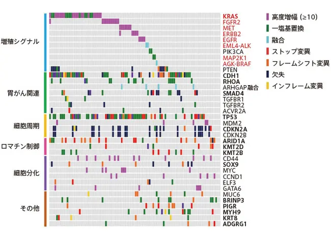 スキルス胃がんの全ゲノム解析で見えた治療標的 - 大学ジャーナル
