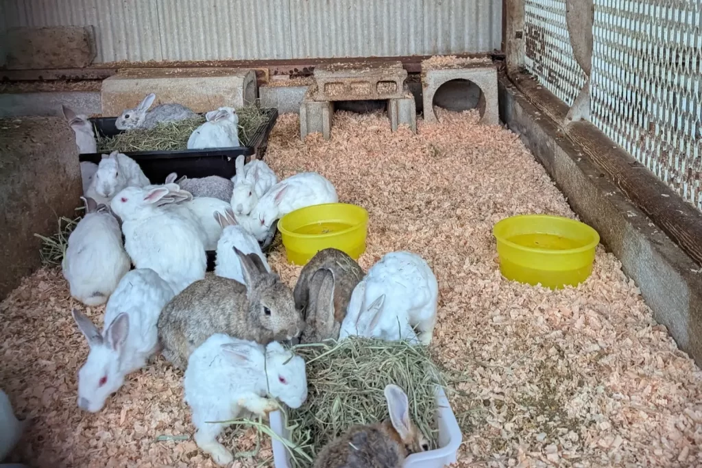 香川県さぬき市の「みろく自然公園」から35匹のうさぎさんを保護しま