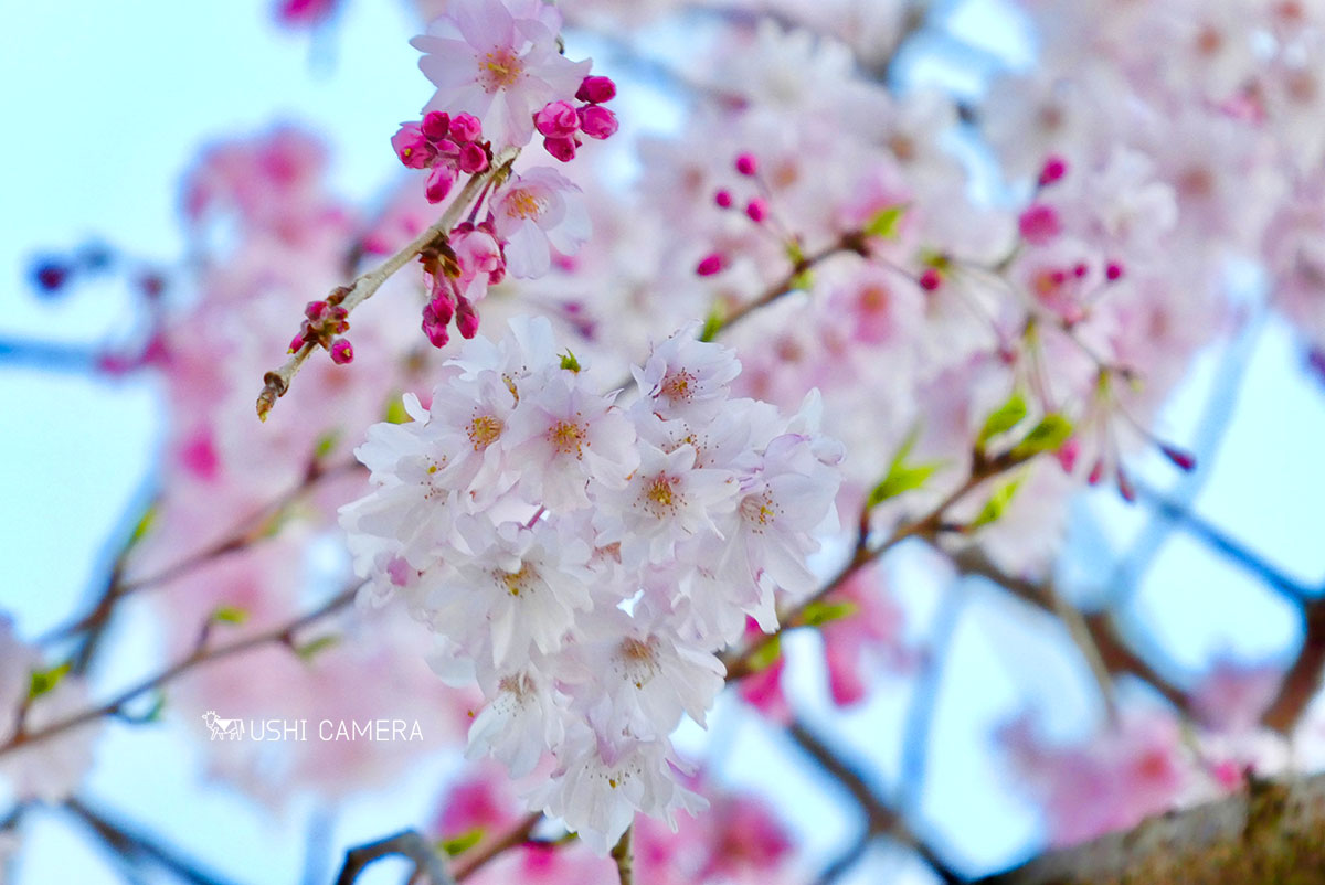 桜｜LUMIX TZ99 - USHICAMERA