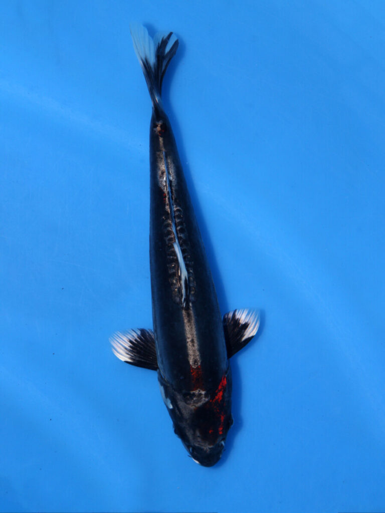 錦鯉 鯉 販売 通販 ネット販売 正月特価 紅輝黒竜 24cm BAC-137 - 錦鯉