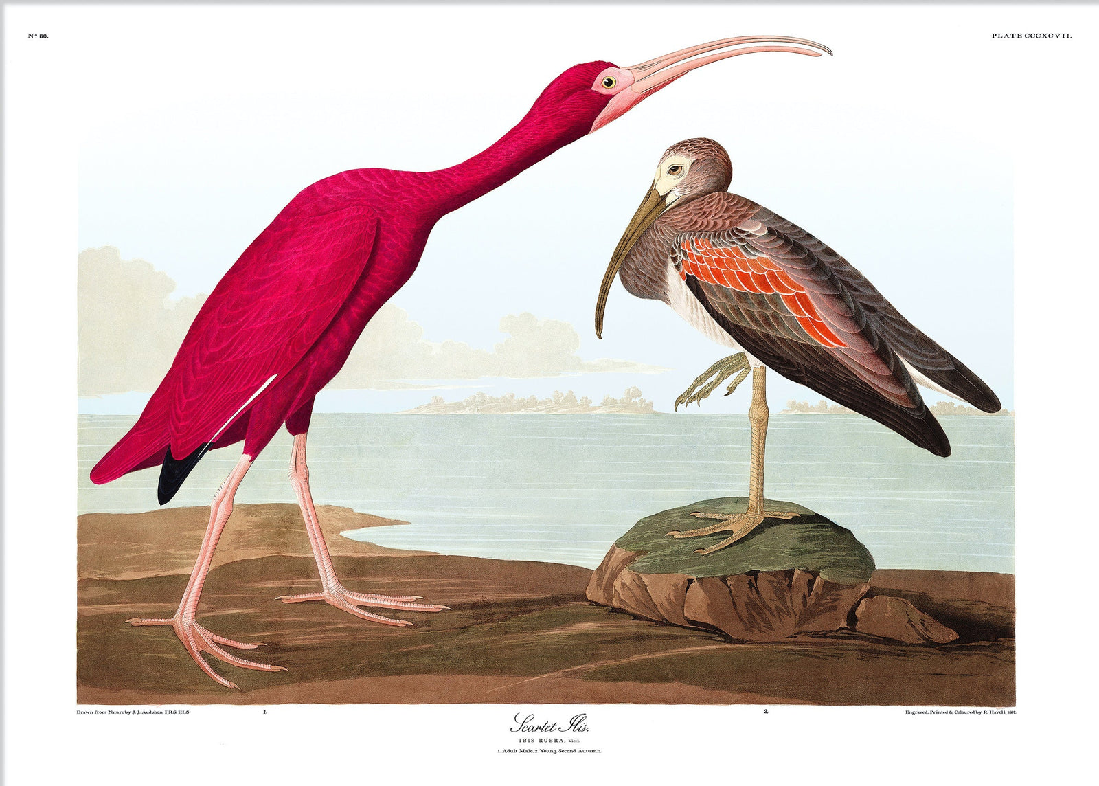 6505_1600x.jpg?v=1738328610