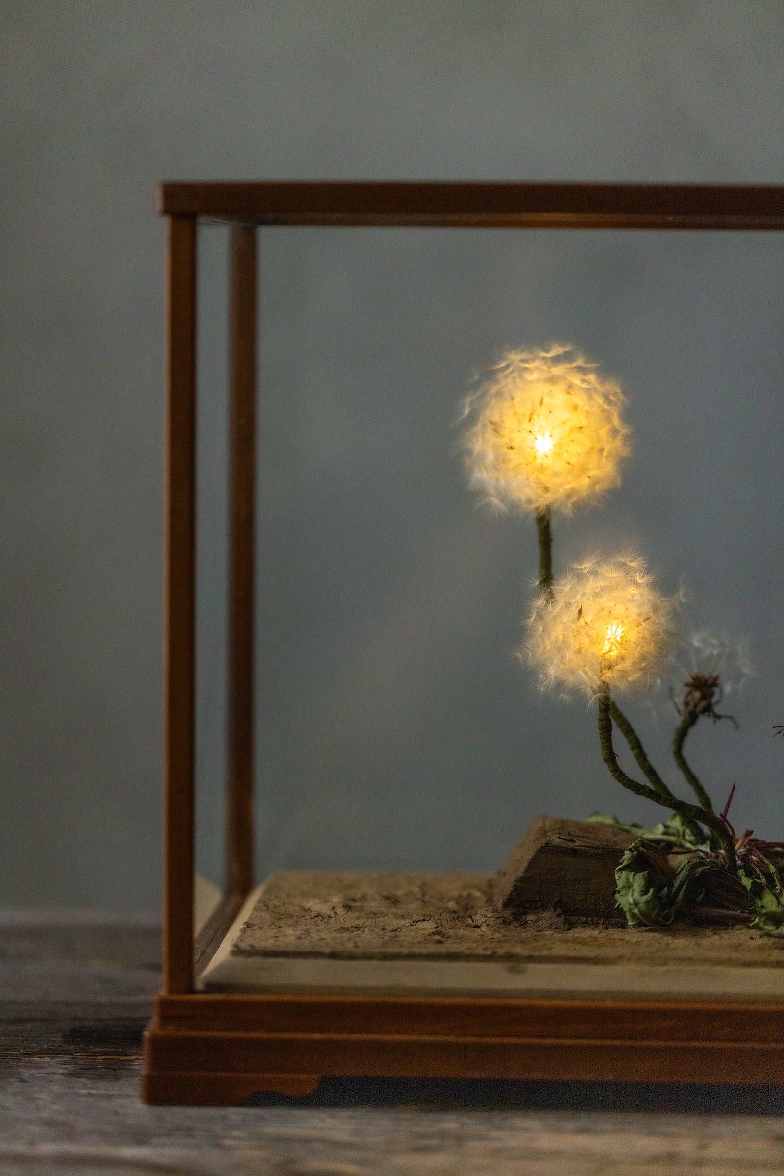 はいいろオオカミ + 花屋 西別府商店 Sence of wonder-2 14