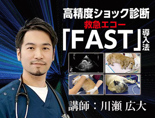 高精度ショック診断 救急エコー「FAST」導入法|VetMovie 獣医師向け