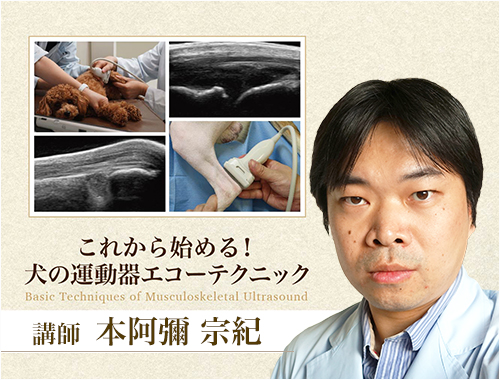 これから始める！犬の運動器エコーテクニック|VetMovie 獣医師向け映像