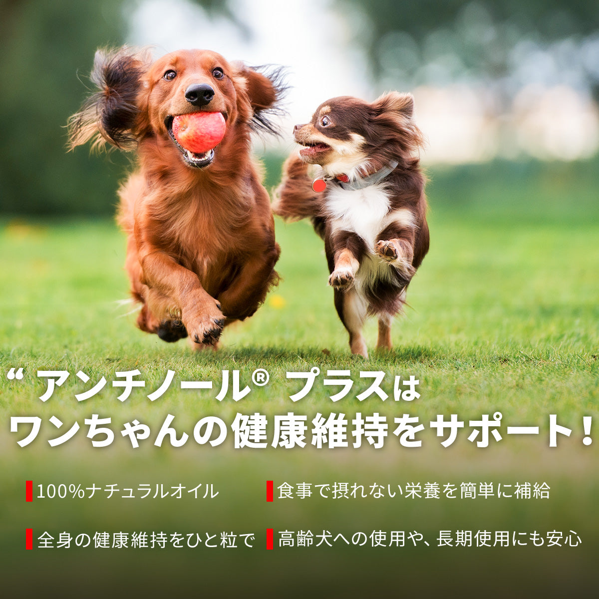 犬のサプリメント【アンチノール プラス】– ベッツペッツ公式サイト