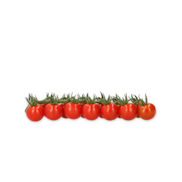 PROVENTURA RZ F1 (72-CH0363) - Tomato | Rijk Zwaan