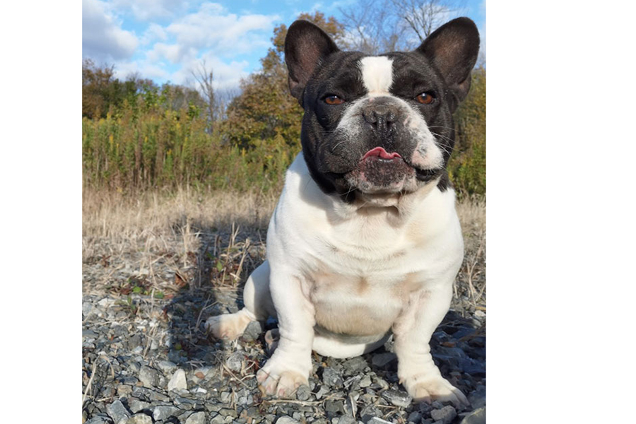 FR20231202mc3【フレンチブルドッグ】詳細｜WANLINE
