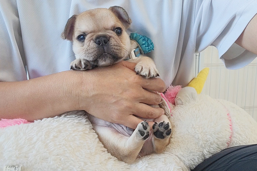 FR20230803mm【フレンチブルドッグ】詳細｜WANLINE