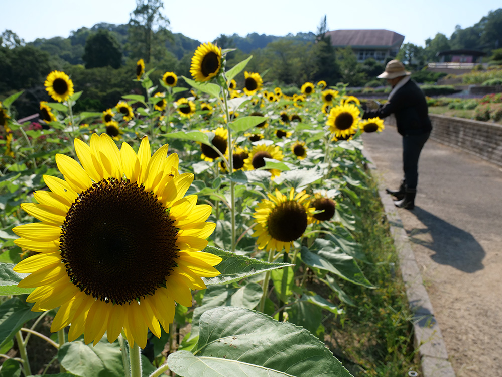 暑さに負けず満開 岩出でヒマワリ500本 | わかやま新報