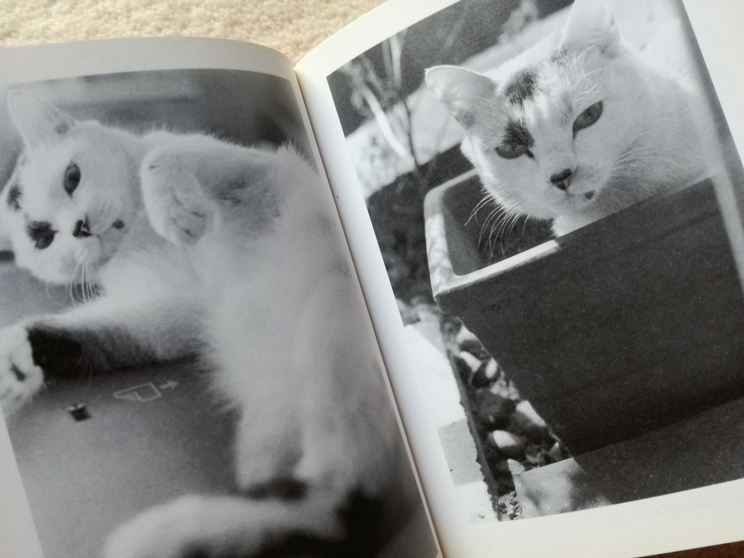 ミーちゃんといっしょ | 猫本専門書店 書肆 吾輩堂