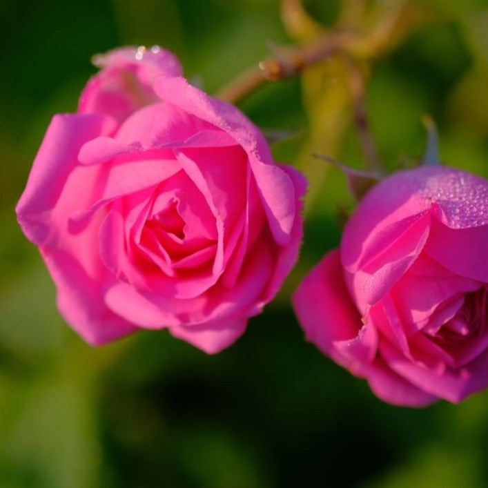 国産ローズ精油 1ml｜”香りの女王”ダマスクローズから得られるローズ