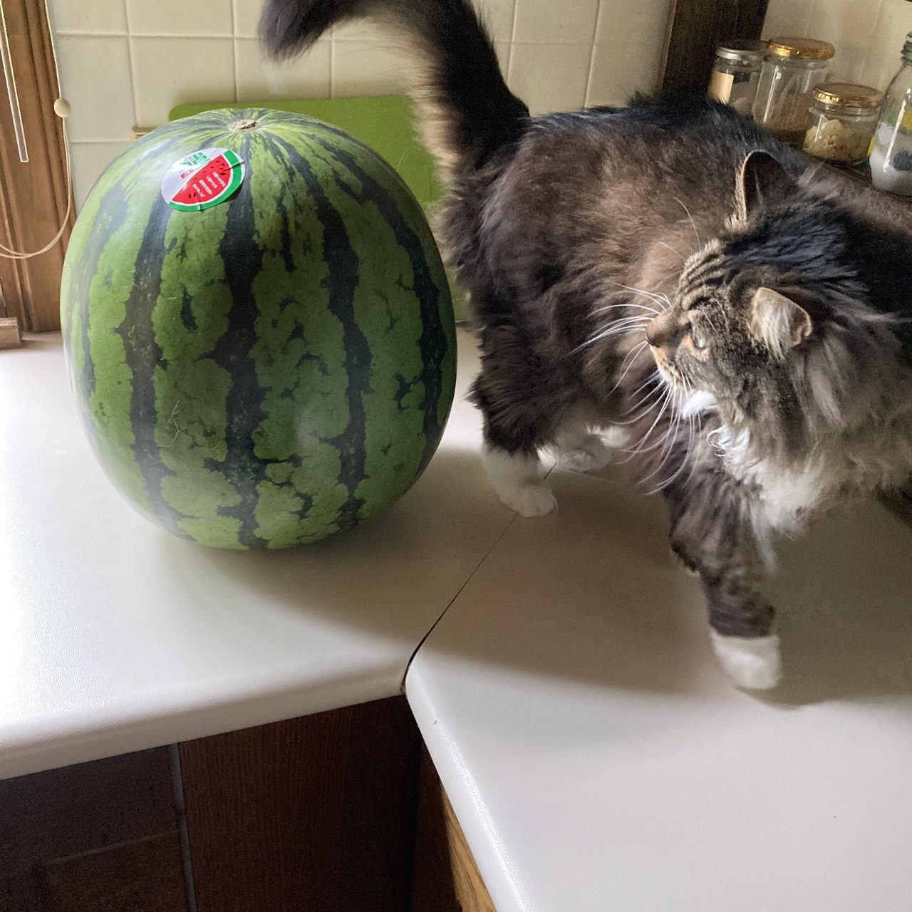 スイカ大サイズ！手作り額付き作品 title「プカプカ猫」 ラス1❗️300