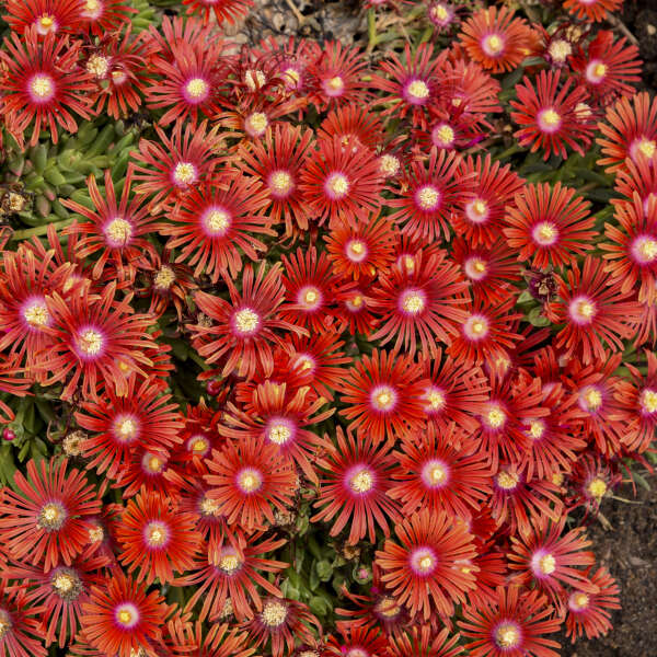 Delosperma RED MOUNTAIN  Flame ('PWWG02S') | Walters Gardens, Inc.