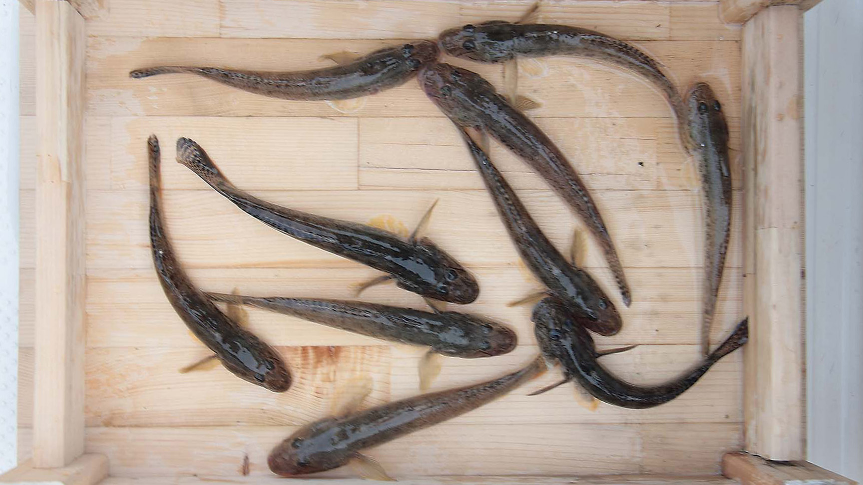 全国おすすめ釣り場ガイド 東北 宮城県 七ヶ浜町／東宮浜埠頭〜東宮浜