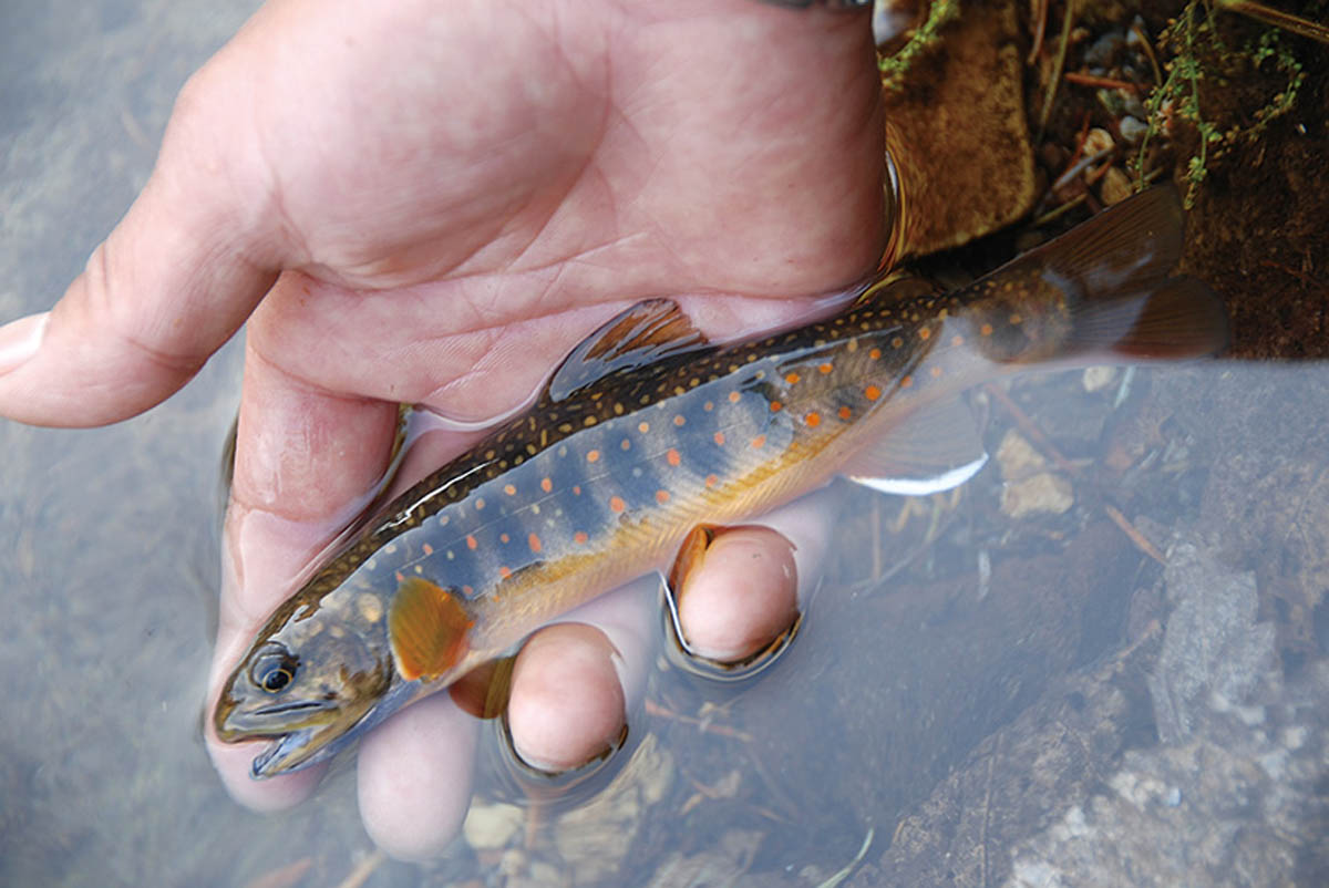 釣*き様 シマノ 秘宝 樹海 十三 ☆ 岩魚、ヤマメ、アマゴ、虹鱒に最適