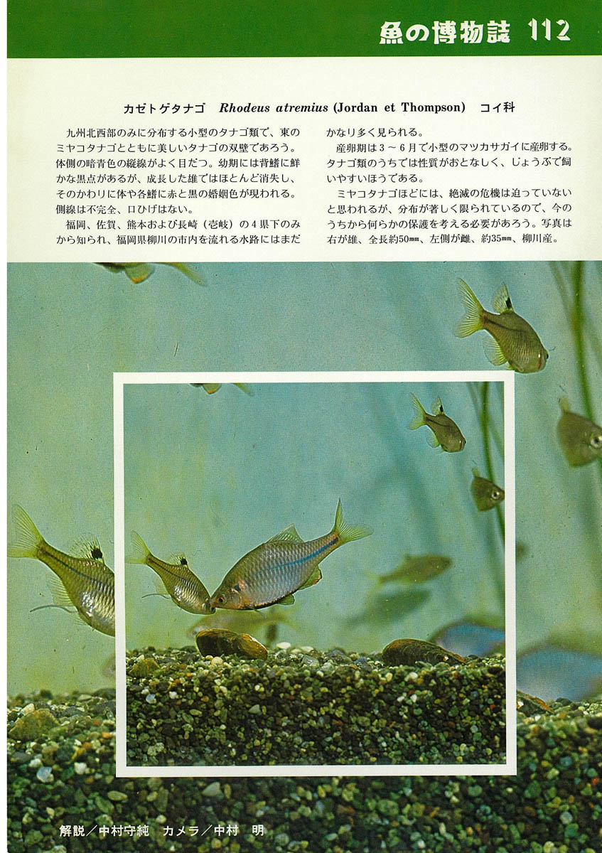 タナゴ愛好家・熊谷正裕さんの個人史に見る日本タナゴ釣りヒストリー