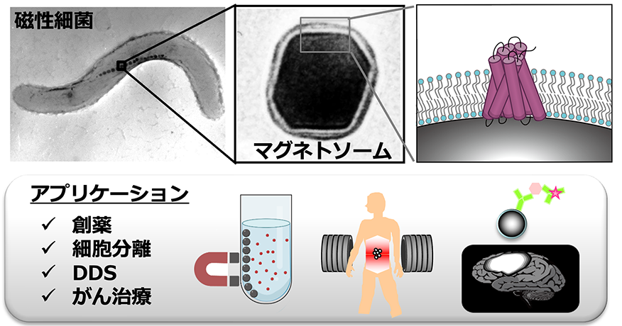東京農工大学生命工学科 生命分子工学 吉野研究室 | ナノマテリアル開発