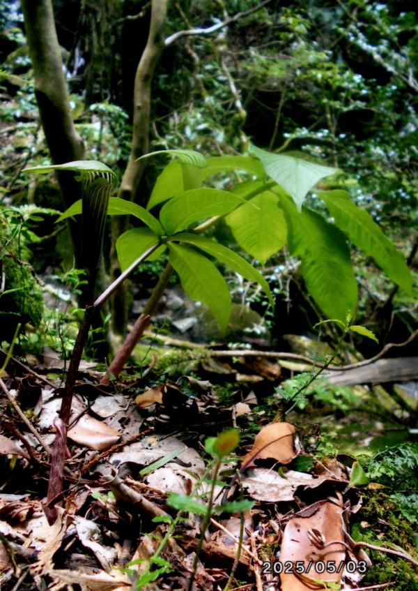 大隅半島地域密着型情報サイト 南九州新聞社 (鹿児島県鹿屋市)
