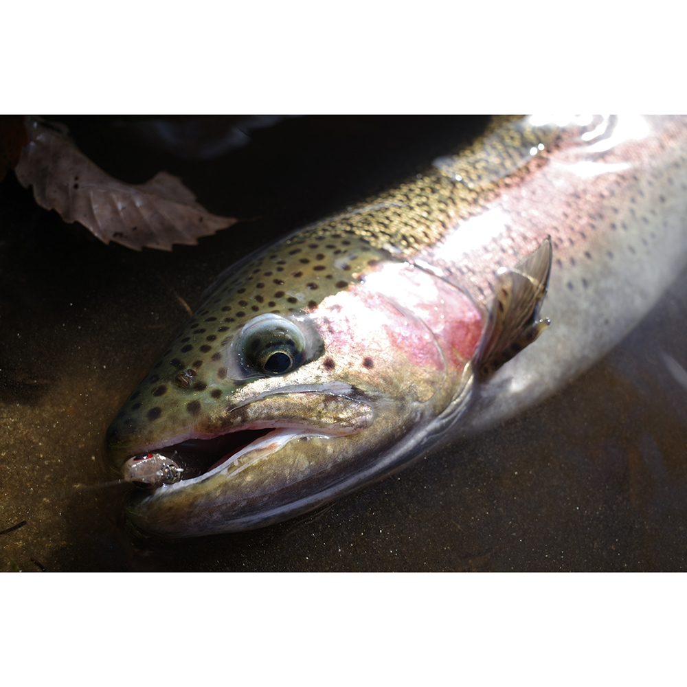 ジョインター 別注カラー 】 Valkein ヴァルケイン Shine Ride