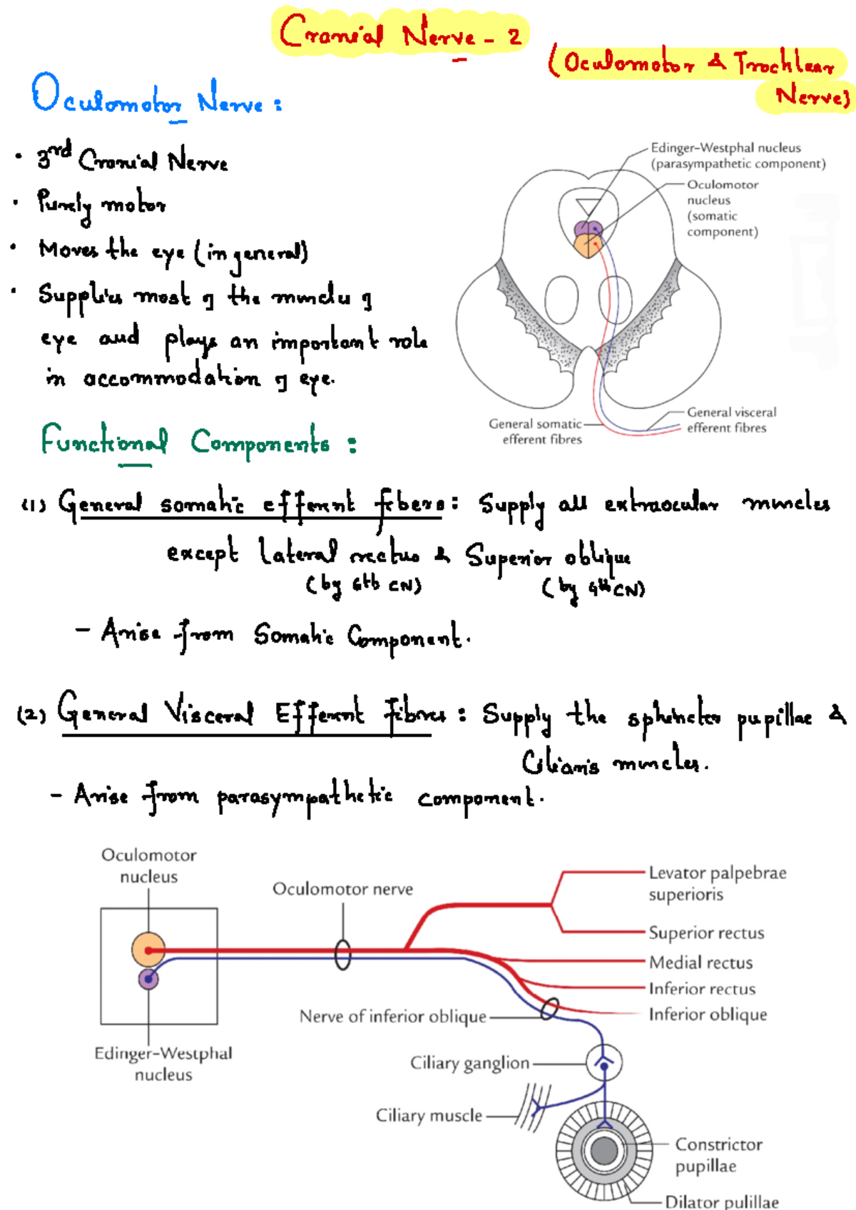 Cranial Nerves II: Oculomotor & Trochlear Overview and Functions