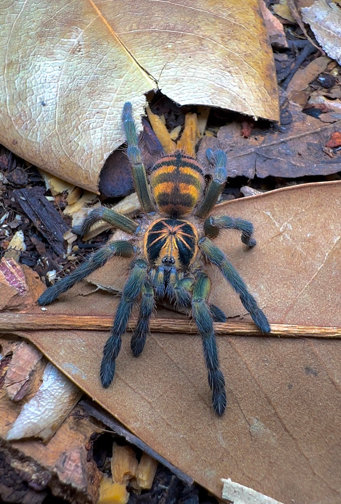 Neoholothele fasciaaurinigra - Columbian BumbleBee Tarantula