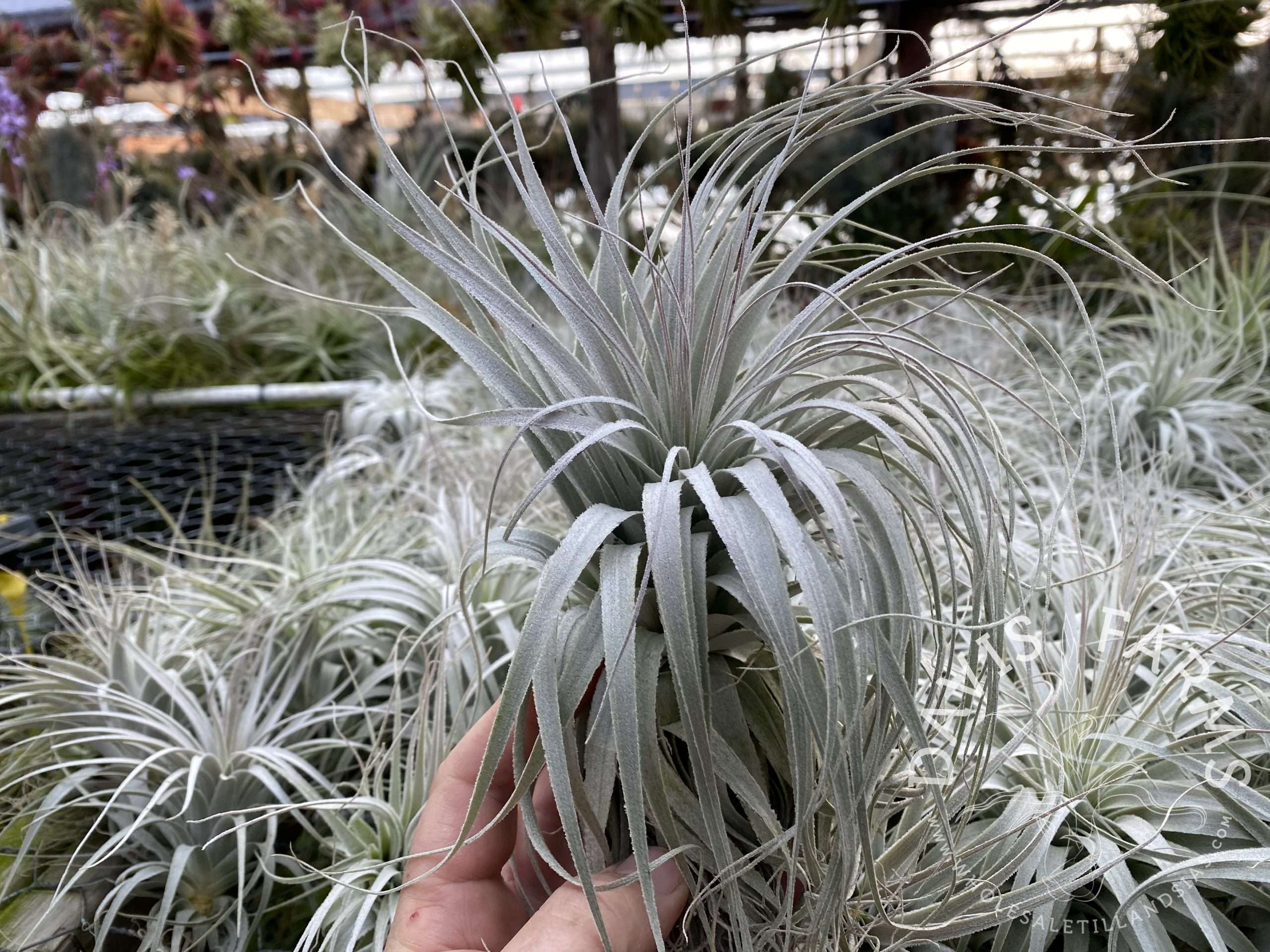 Tillandsia chapeuensis - Davis Farms Wholesale Tillandsias
