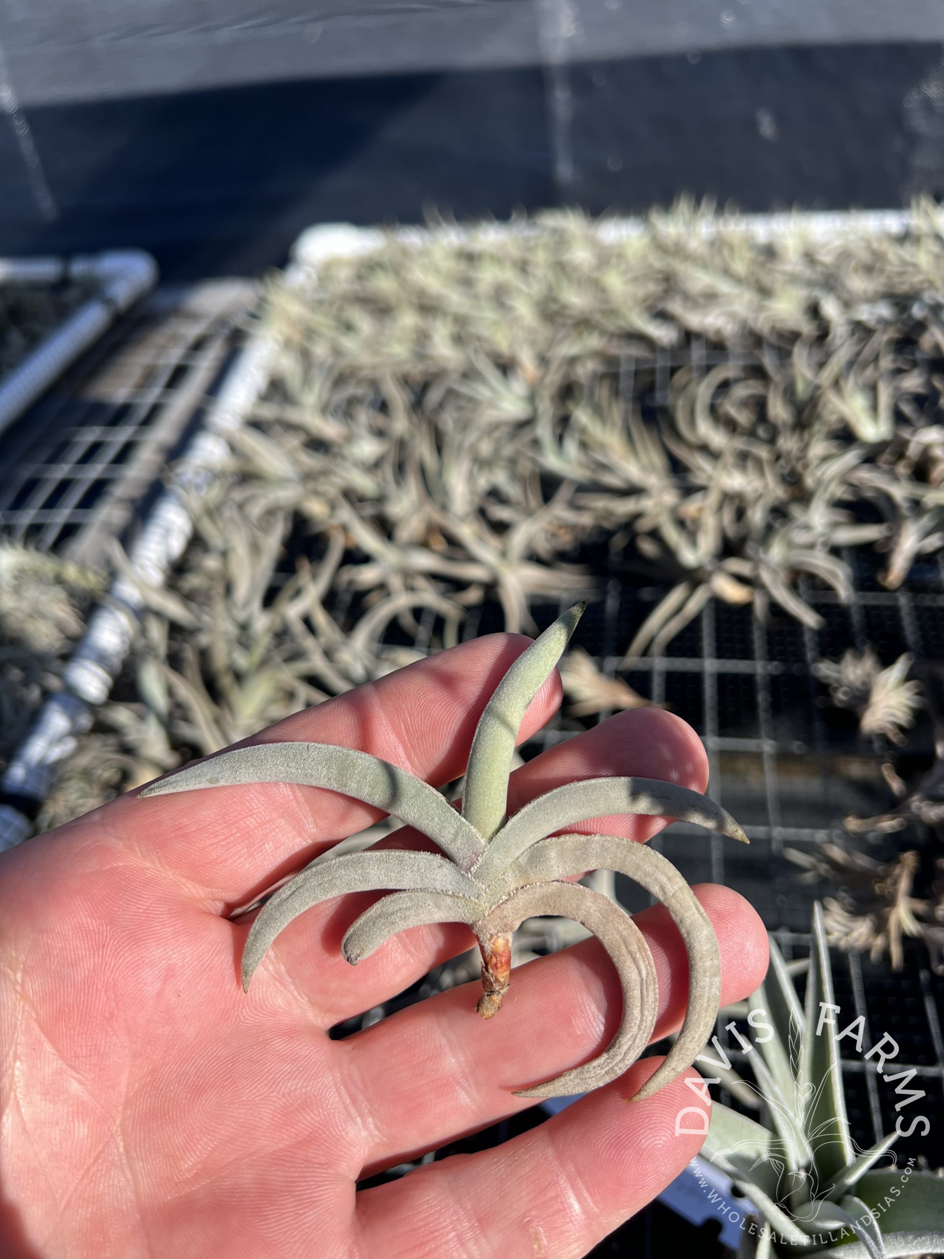 Tillandsia tenebra - Davis Farms Wholesale Tillandsias