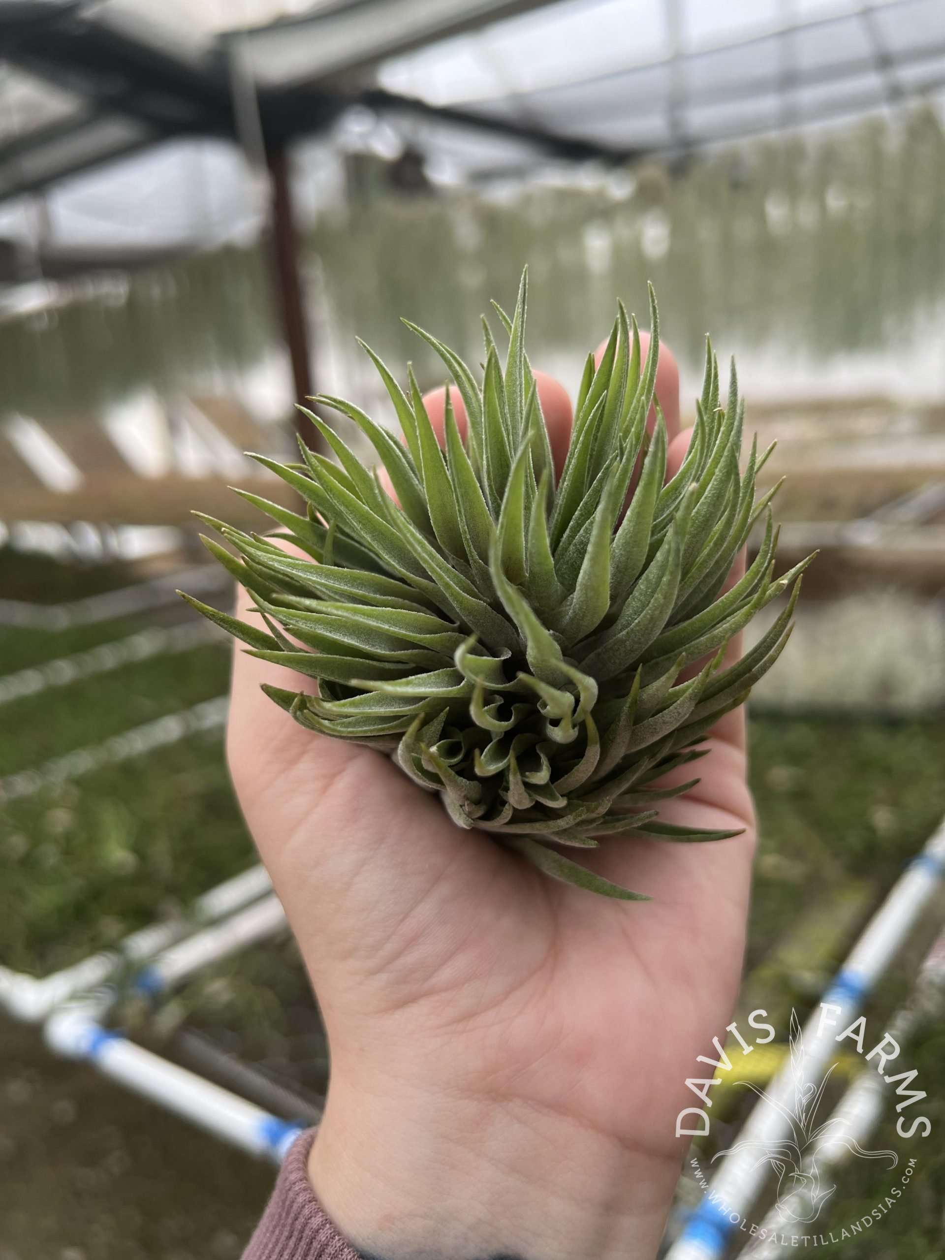 Tillandsia kautskyi hybrid green clone - Davis Farms Wholesale