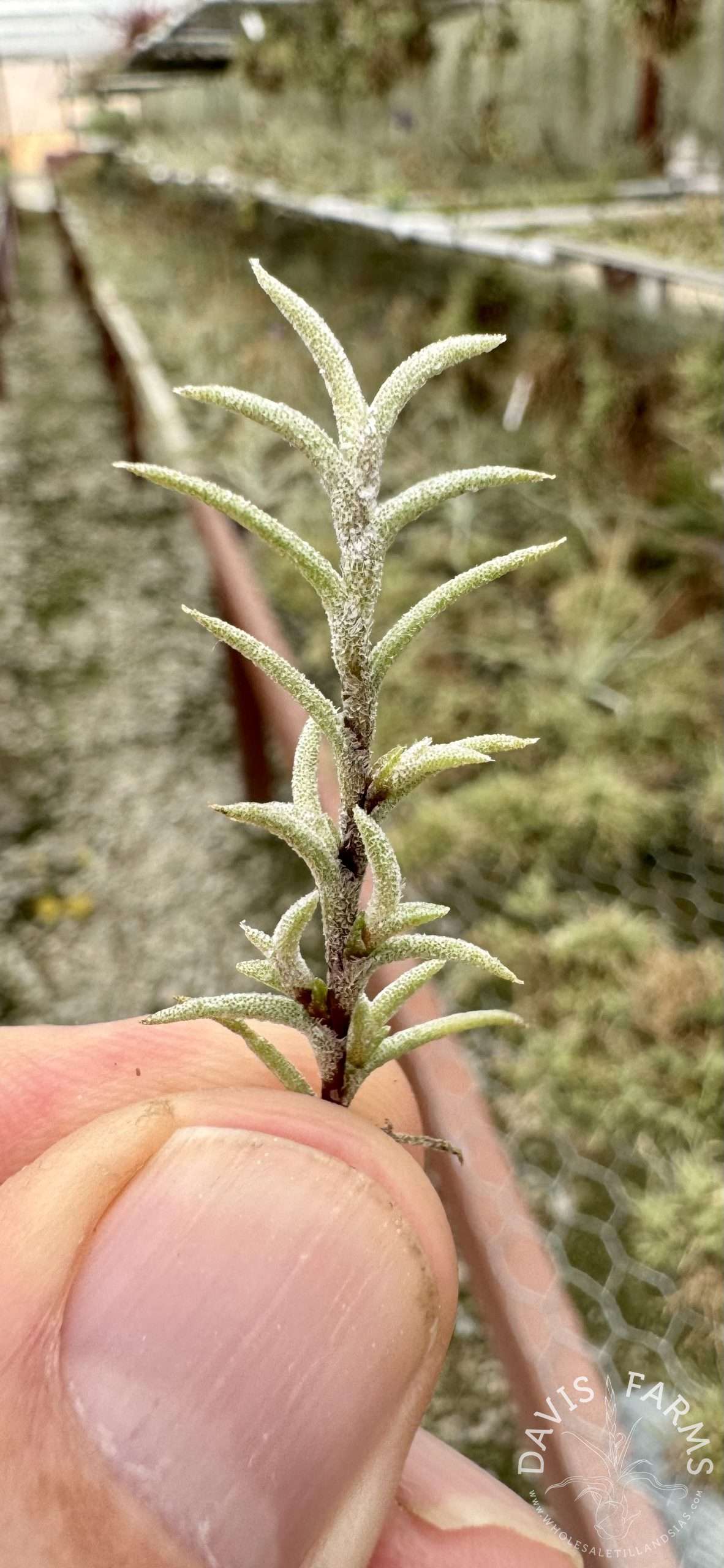 Tillandsia capillaris Pitch Fork - Davis Farms Wholesale Tillandsias