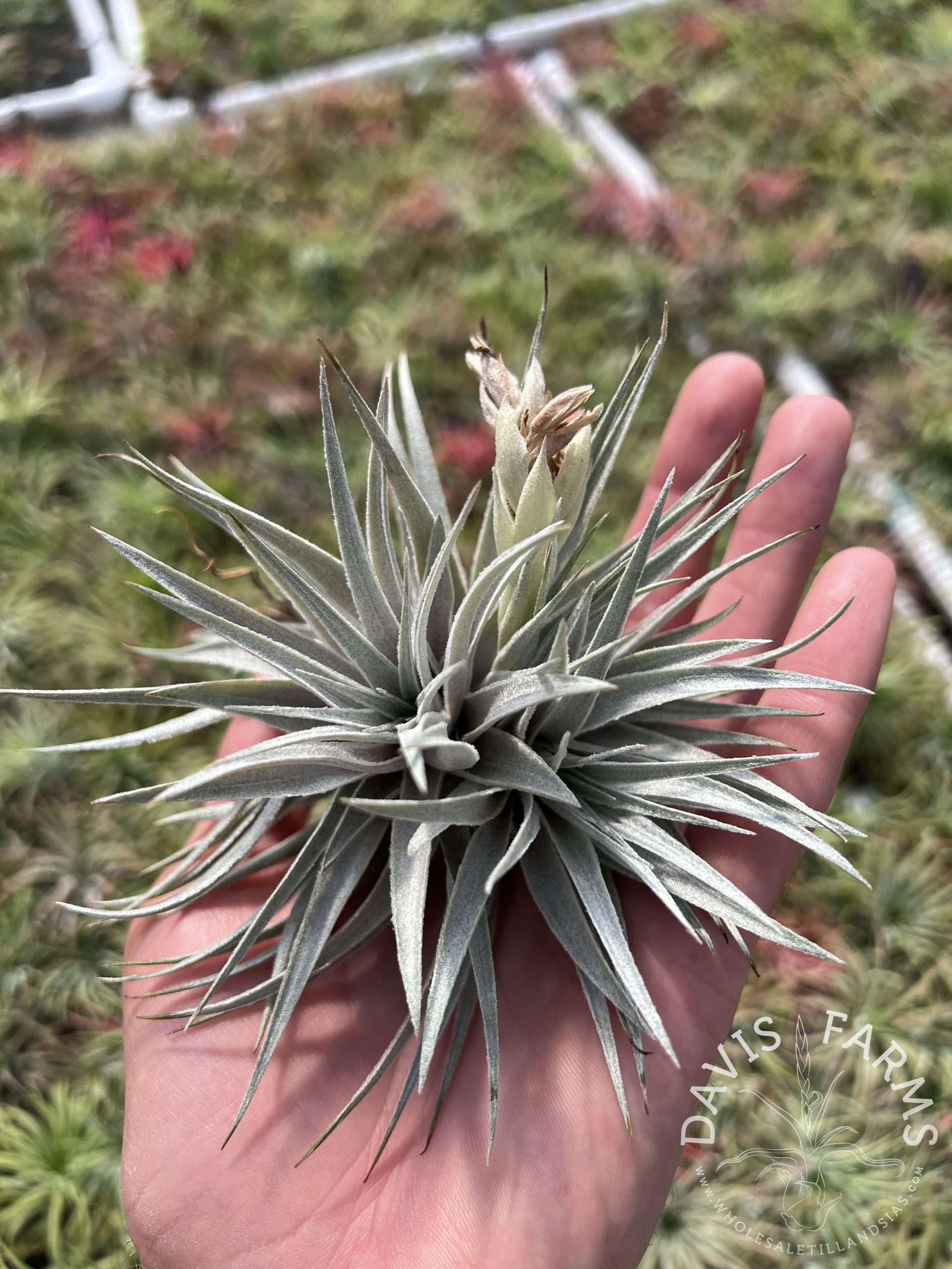 Tillandsia roseiflora x chapeuensis - Davis Farms Wholesale