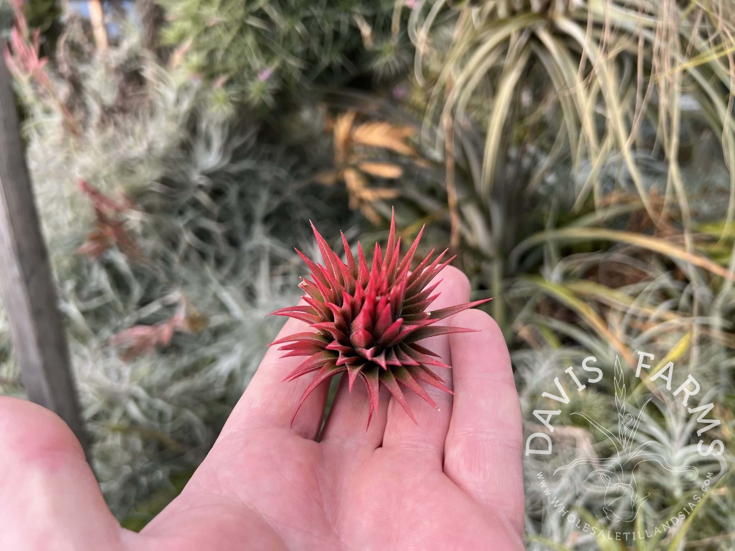 Tillandsias ionantha apretado spiral select - Davis Farms