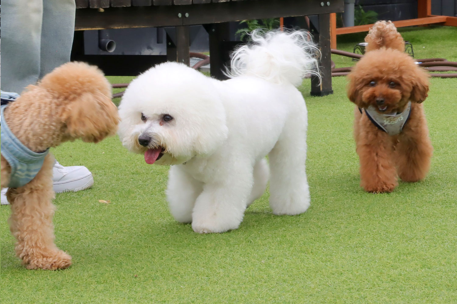 ドッグランのご案内 | WHATAWON（ワタワン）