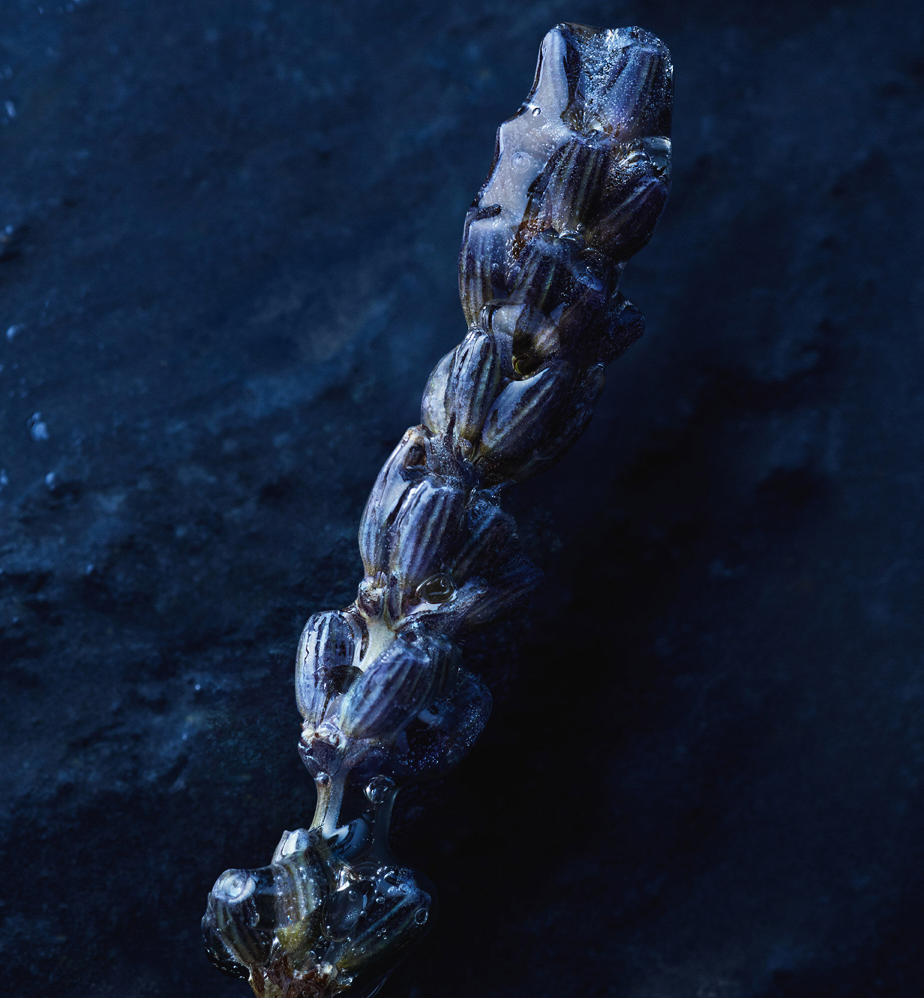 Sauvage Eau Forte | Dior ID